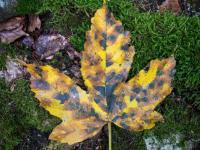 Unzählige Farbflecken an Ahornblatt